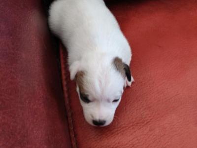 Chiots Jack Russell Terrier