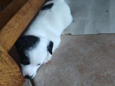 Chiots Jack Russell Terrier